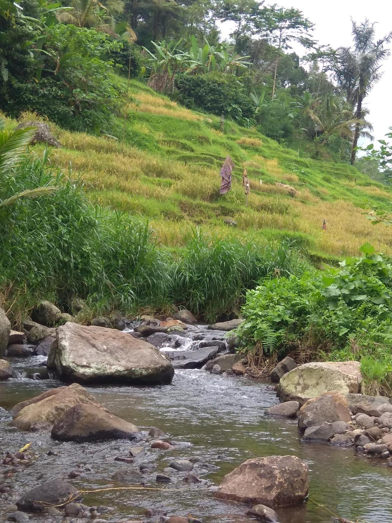 Bali Mountain Forest Cabin Penebel Pokoj fotografie